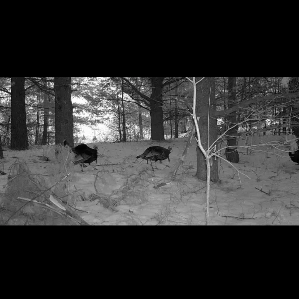 Visionner Night Vision Goggles